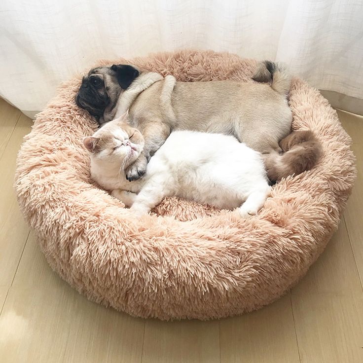 Beds & Furniture